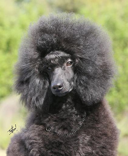 Poodle 9Y788D-042.JPG
